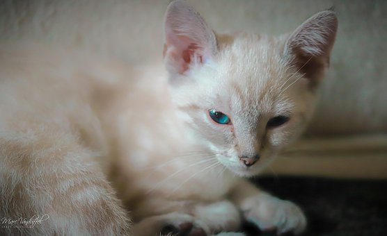 Weiß, Katze, Kätzchen, Süß, Tiere