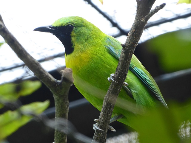 Java Blad Vogel, Conchichinensis