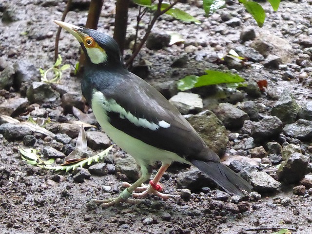 Piedstarling, Javan Ekster Ster