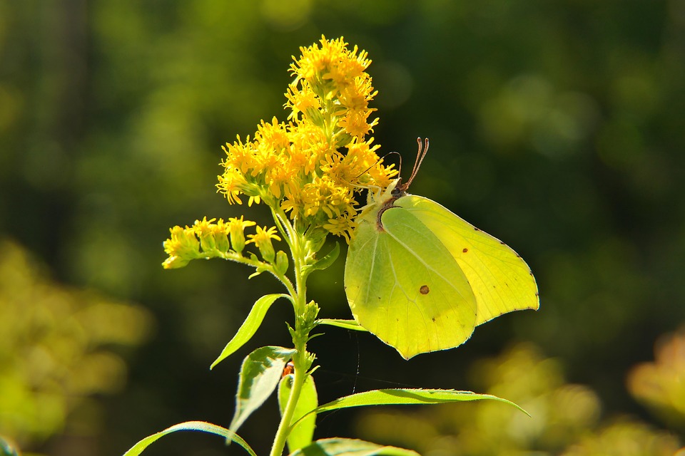 Butterfly Pollinate Free photo on Pixabay Pixabay