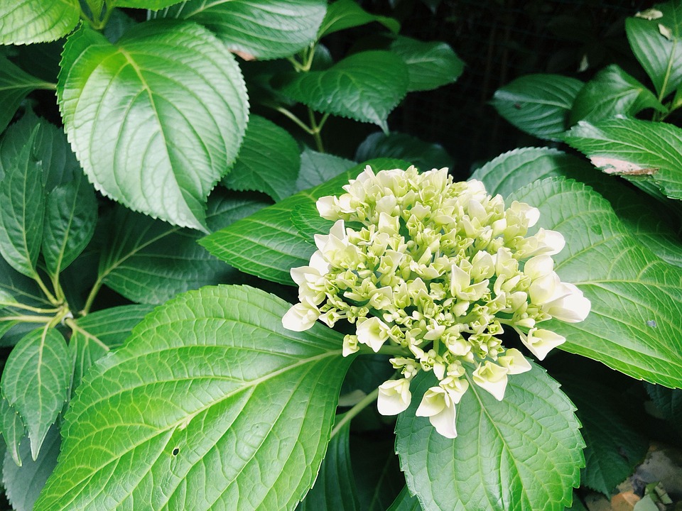 Hydrangea Green Free photo on Pixabay