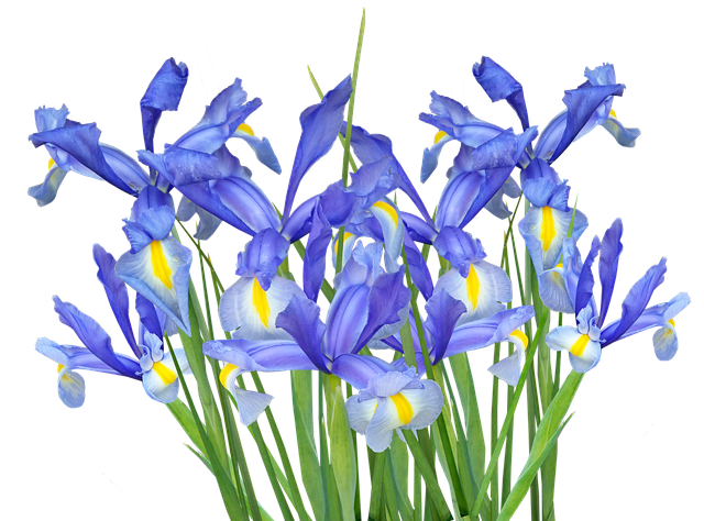 Iris, Blomster, Blå Blomster, Indretning