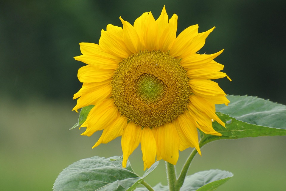 Sunflower Flower Yellow - Free photo on Pixabay - Pixabay