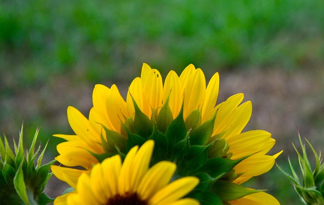 Free Sunflowers Flowers photo and picture