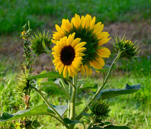 Free Sunflowers Flowers photo and picture