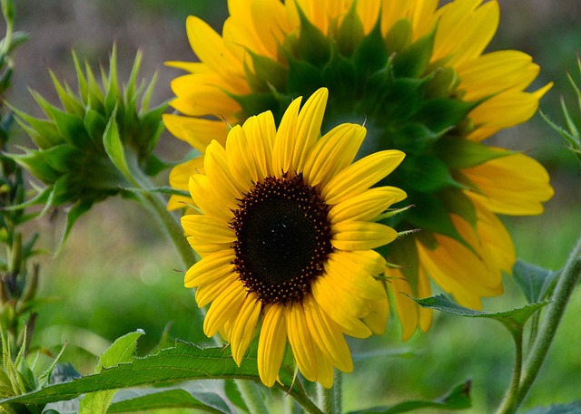 Free Sunflower Petals photo and picture