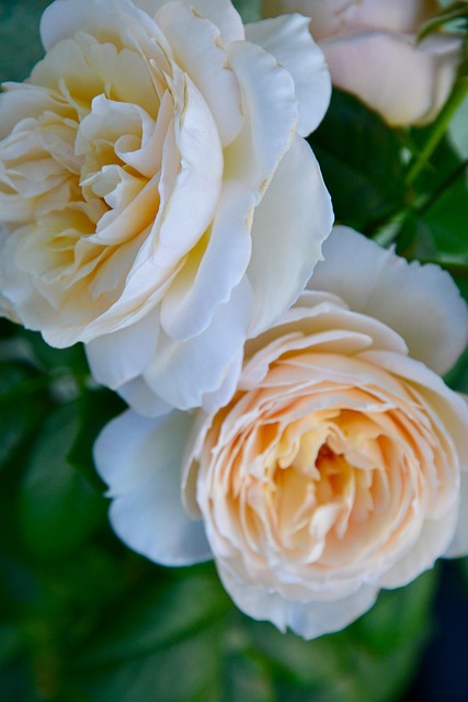 Free Roses Flower Background photo and picture
