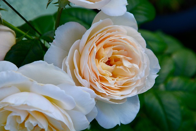 Free Roses Flower Background photo and picture