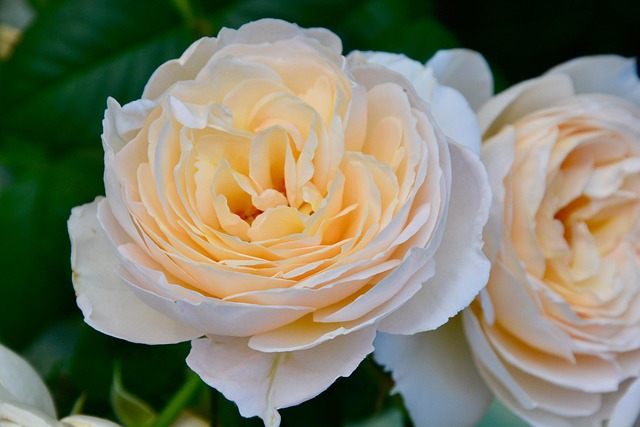 Free Roses Flowers photo and picture