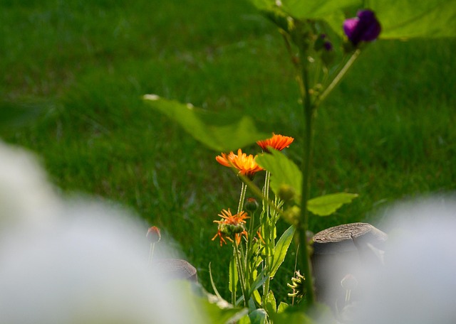 Free Calendula Flower photo and picture