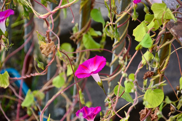 Free Flowers Petals photo and picture