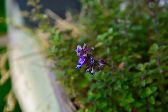 Free Catnip Flower photo and picture