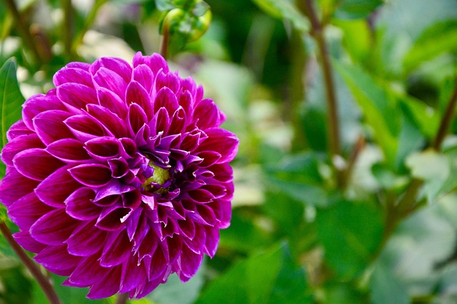 Free Dahlia Flower photo and picture