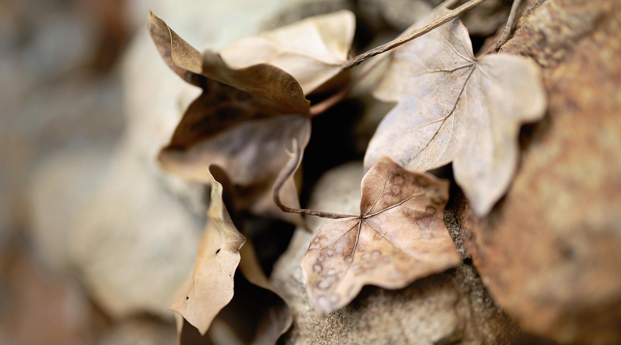 Bltter Efeu Trockene - Kostenloses Foto auf Pixabay
