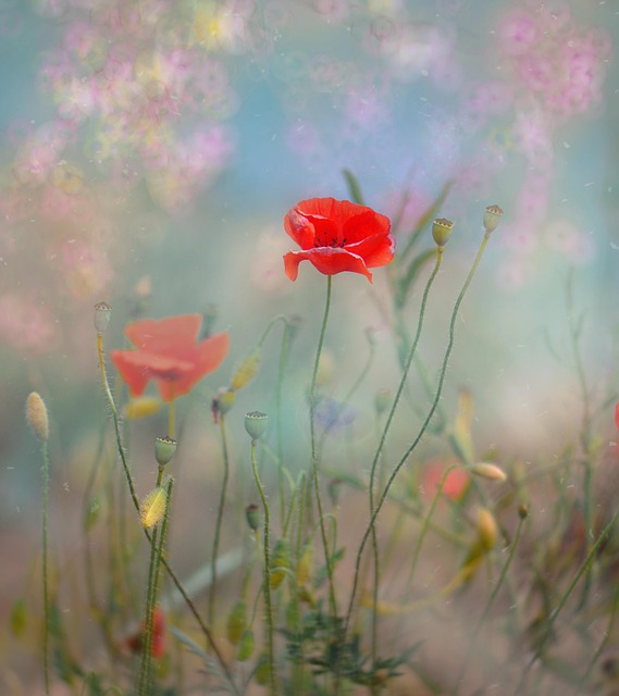 Flores, Naturaleza, Campo, Planta, Flora