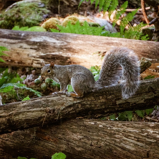 Esquilo, Animal, Natureza, Comer, Nozes