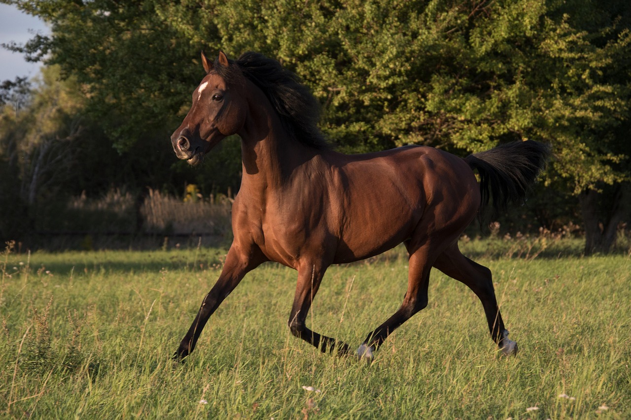 Horse - free online jigsaw puzzle photo