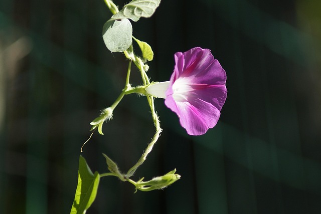Free Flower Petals photo and picture