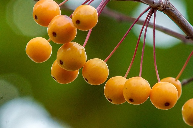 Free Fruit Branch photo and picture