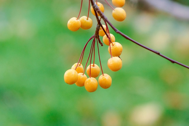 Free Fruit Berries photo and picture