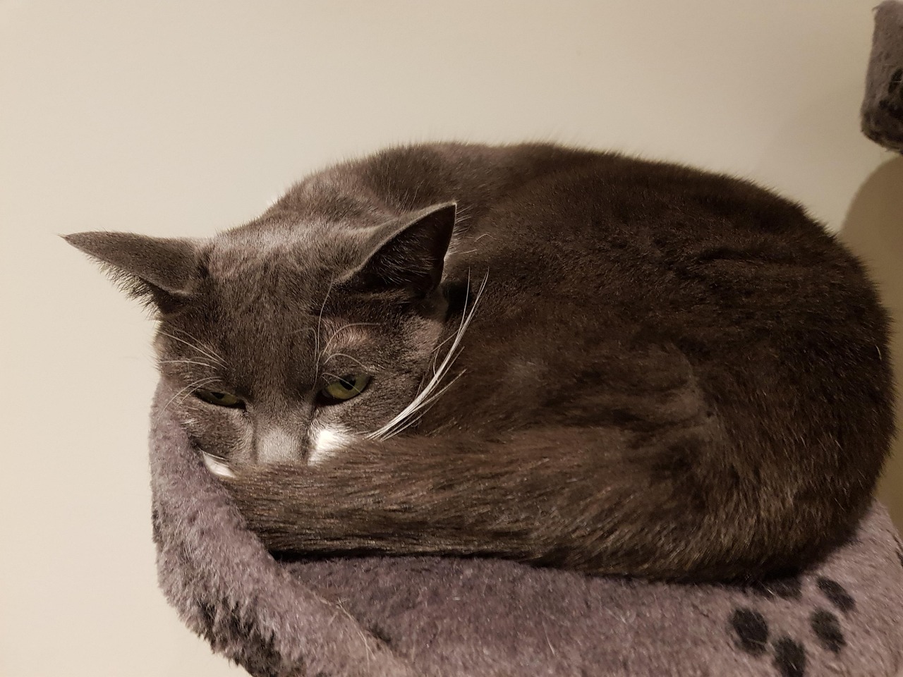 Katze Schlafen - Kostenloses Foto auf Pixabay - Pixabay