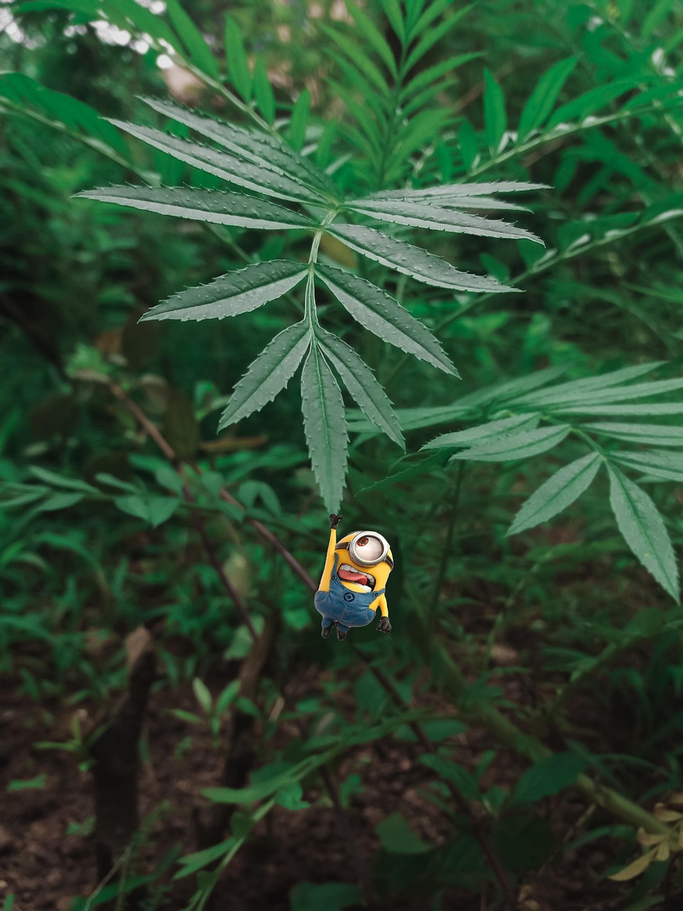 Minion Plants Leaves - Free photo on Pixabay - Pixabay
