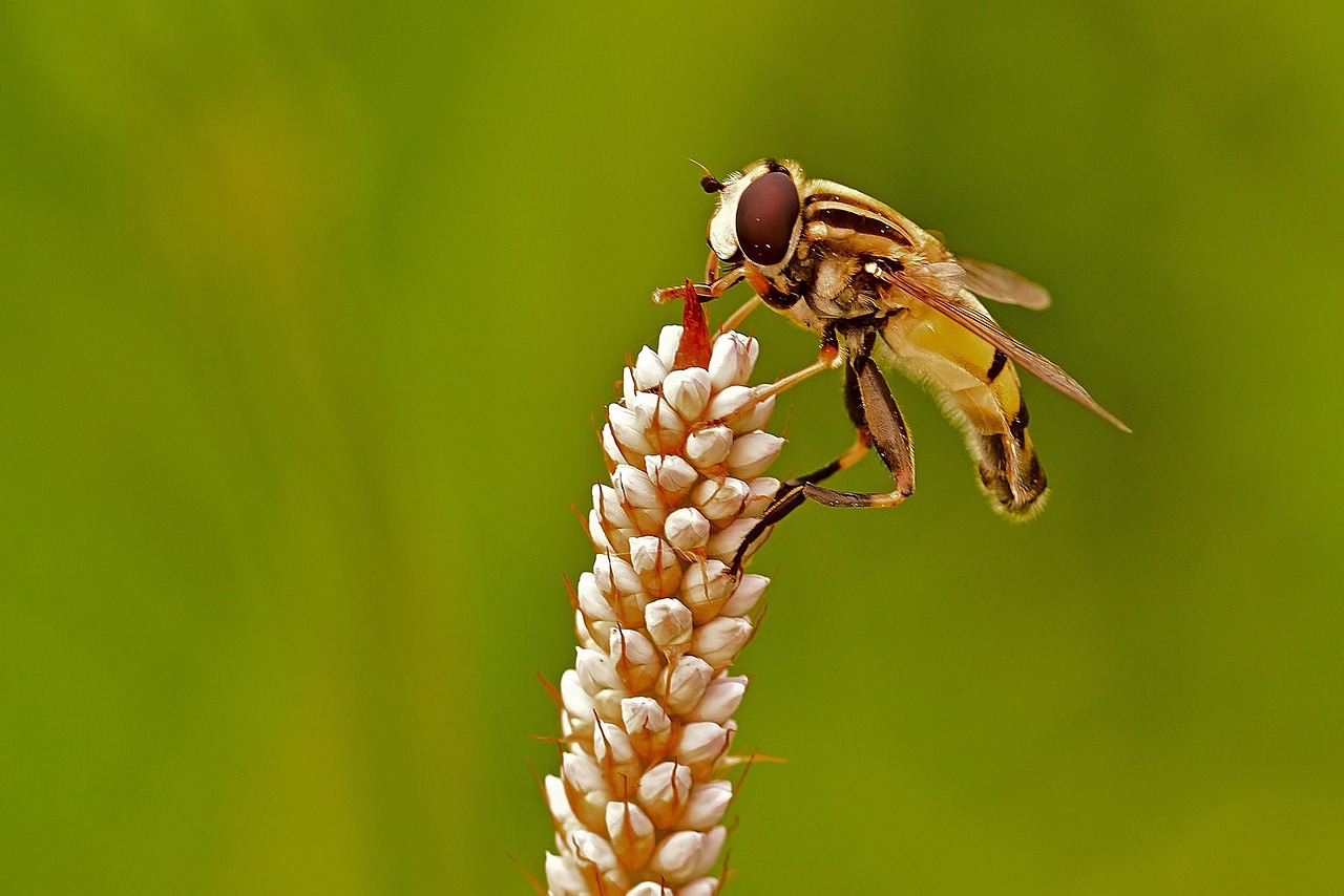 Hoverfly Hmyz K dla Fotografie Zdarma Na Pixabay Pixabay hoverfly-hmyz-k-dla-fotografie-zdarma-na-pixabay-pixabay