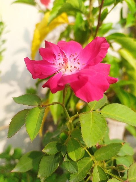 Bunga Bloom Mekar Merah - Foto gratis di Pixabay - Pixabay