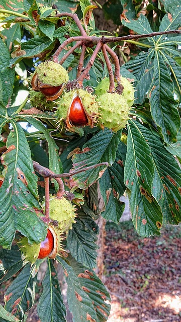 Free Fall Fruit photo and picture