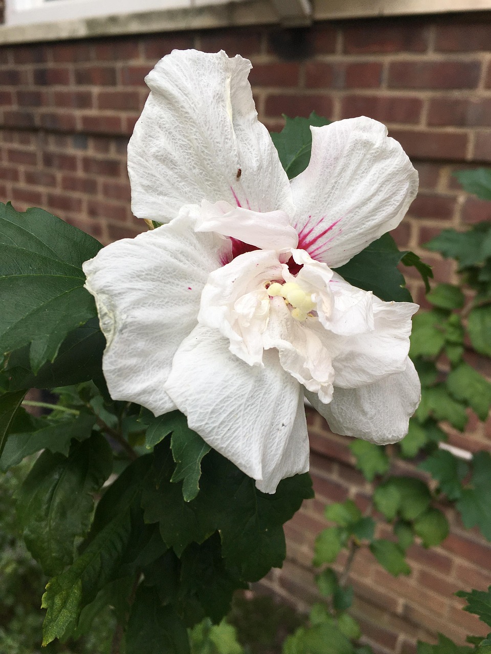 City Urban Flower - Free photo on Pixabay - Pixabay