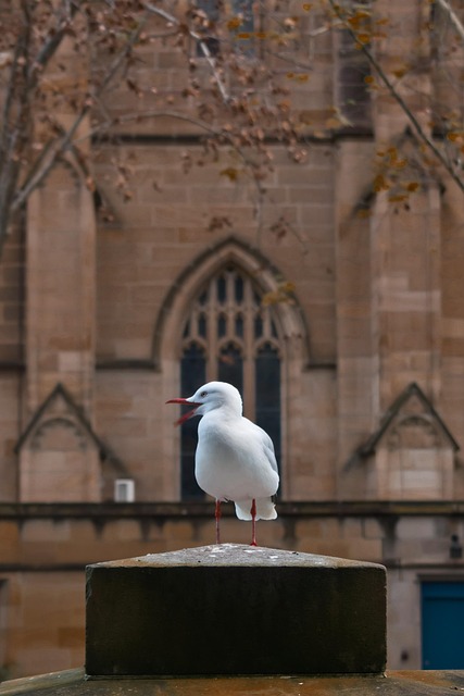 Gaviota, Pájaro, Aves Marinas, Animal