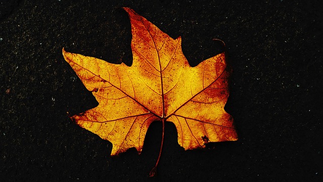 Otoño, Hoja, Hoja De Arce