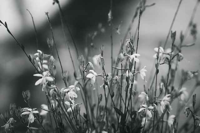 Free Flowers Grass photo and picture