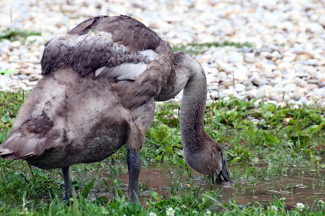 Free Swans Birds photo and picture