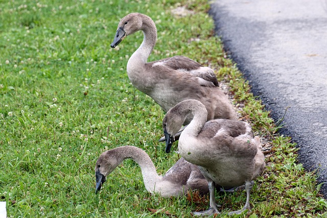 Free Swans Birds photo and picture