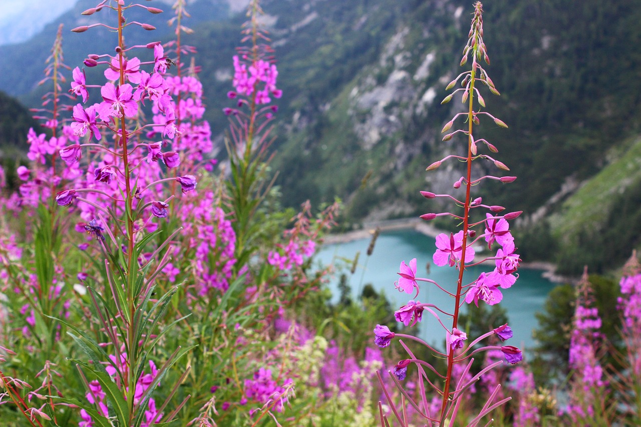 Fleurs Sauvages Montagnes Photo Gratuite Sur Pixabay Pixabay Fleurs Sauvages Montagnes Photo Gratuite Sur Pixabay Pixabay