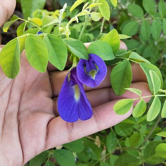 Free Violet Flowers Convolvulaceae photo and picture