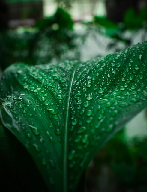 Free Leaf Dew photo and picture