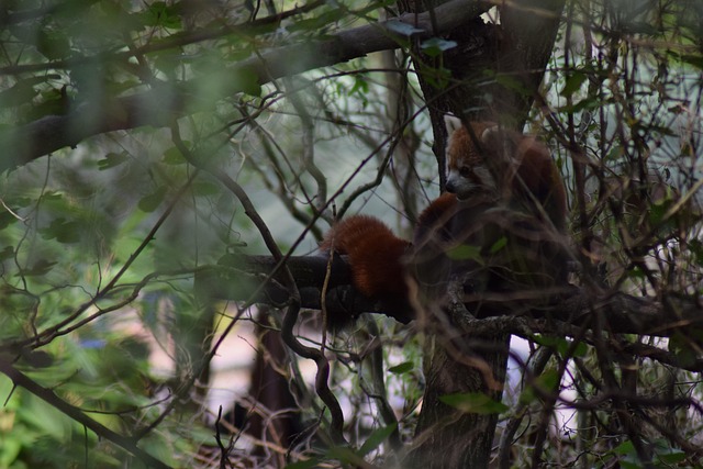 Free Firefox Panda photo and picture