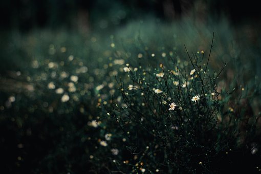 Free Flowers Wildflowers photo and picture