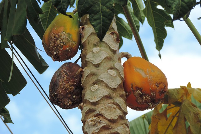Free Papaya Papayas photo and picture