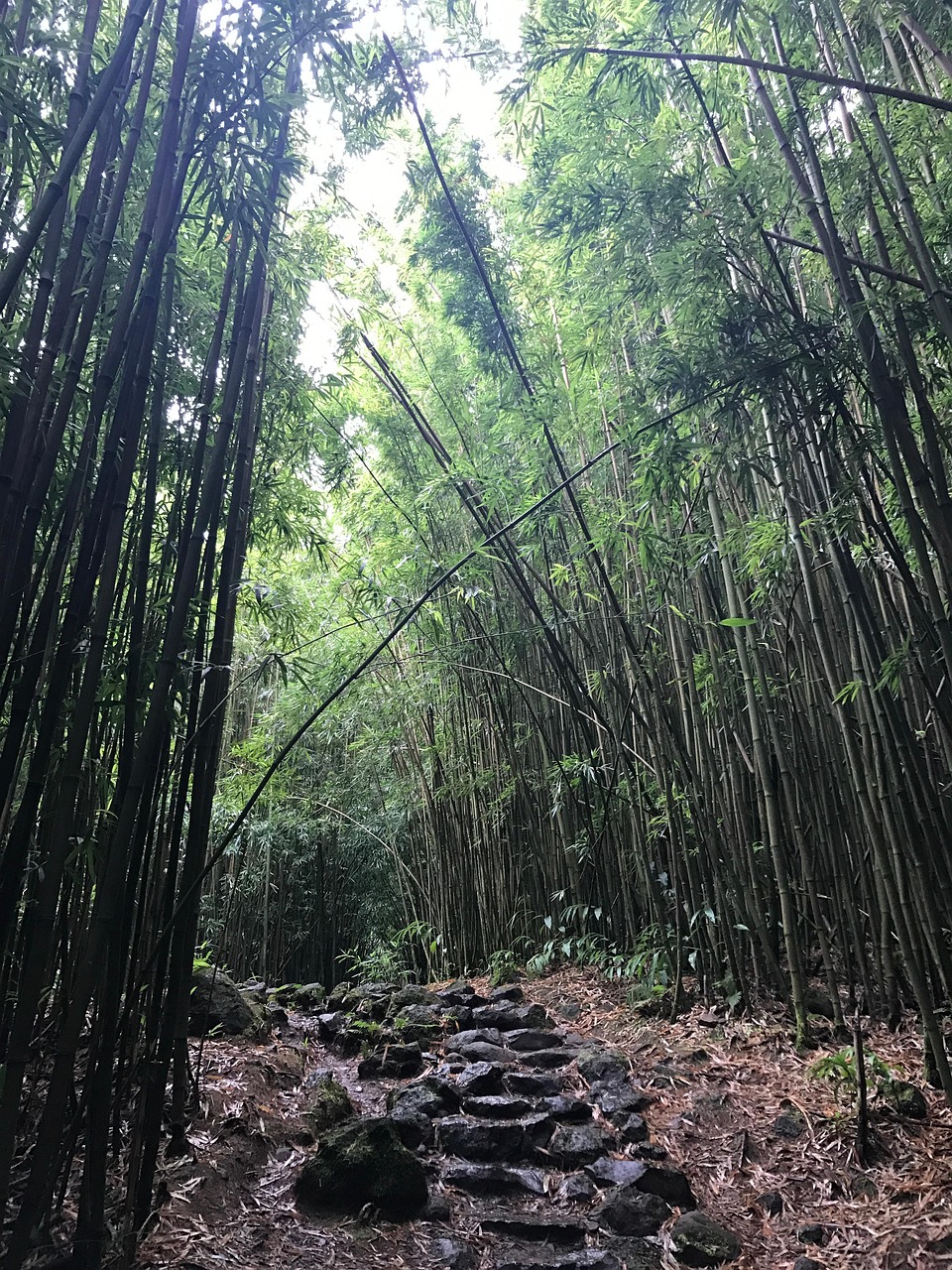Bamboo Forest Maui Free photo on Pixabay Pixabay