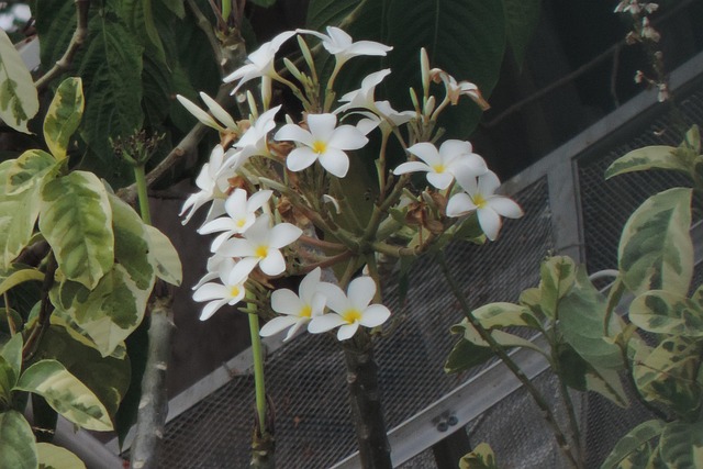 Free Flowers Flower photo and picture
