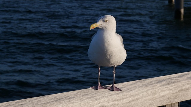 Free Gull Seagull photo and picture