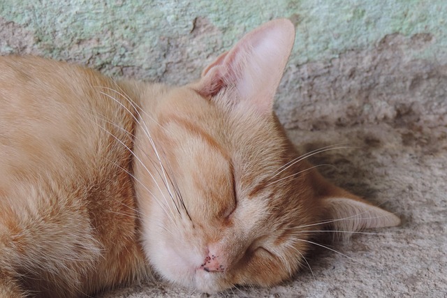 Free Cat Animal photo and picture
