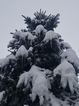 Free Tree Snow photo and picture