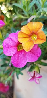 Free Petunia Pink photo and picture