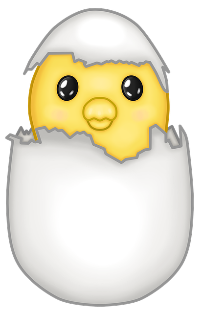 Free chicken egg chick illustration
