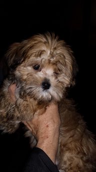Câine, Câinele Mic, Yorkie, Caine Dragut