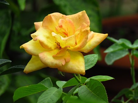 Gele Roos, Geel, Roos, Gele Bloem, Bloem